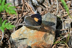 Candalides xanthospilos