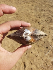 Utterbackiana suborbiculata