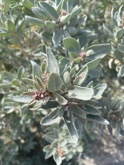 Atriplex suberecta