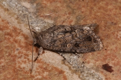 Spodoptera cilium
