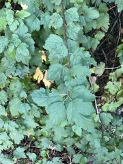 Physocarpus capitatus