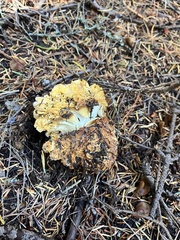 Cantharellus formosus