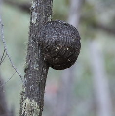 Callitris glaucophylla