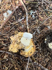 Cantharellus formosus