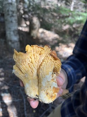 Cantharellus formosus