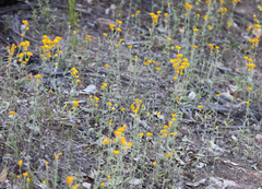 Chrysocephalum apiculatum