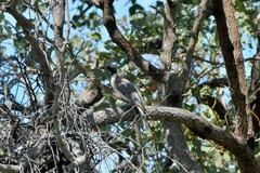 Philemon corniculatus