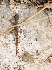 Mediodactylus kotschyi