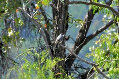 Pachycephala rufiventris