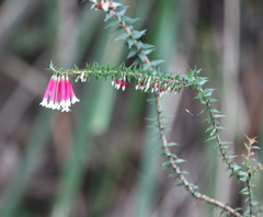 Epacris longiflora