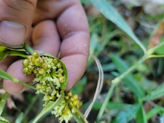 Cuscuta cephalanthi