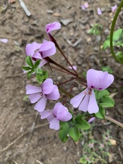 Pelargonium peltatum
