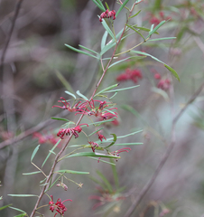 Grevillea oleoides