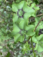 Pelargonium peltatum
