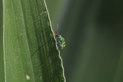 Diabrotica balteata