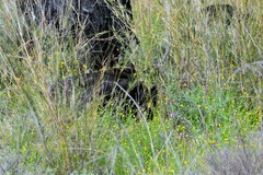 Sus scrofa domesticus