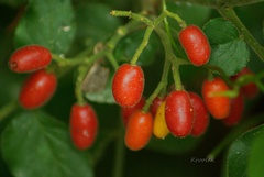 Rauvolfia verticillata