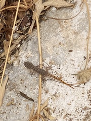 Mediodactylus kotschyi