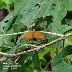Eubaphe