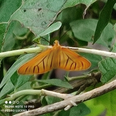 Eubaphe
