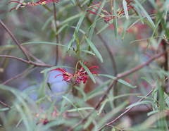 Grevillea oleoides