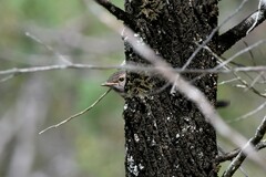 Eopsaltria australis