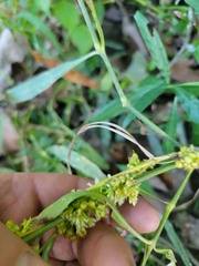 Cuscuta cephalanthi