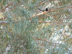 Pica nuttalli
