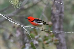 Myzomela sanguinolenta