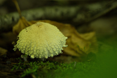 Lepiota clypeolaria