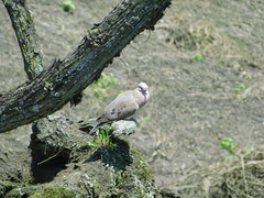 Zenaida auriculata