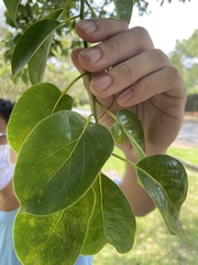 Cinnamomum micranthum