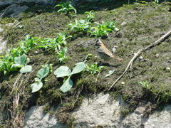 Zonotrichia capensis