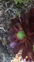 Aeonium arboreum