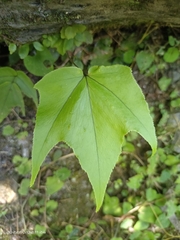 Cyrtomium caryotideum