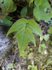 Cyrtomium caryotideum