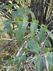 Sambucus cerulea