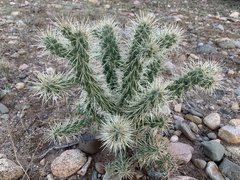 Cylindropuntia fulgida