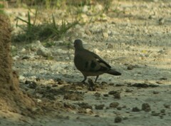Turtur chalcospilos