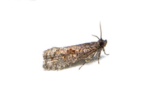 Cryptaspasma sordida