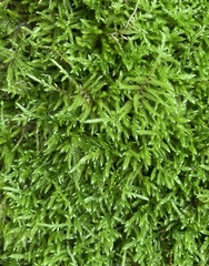 Brachythecium rivulare