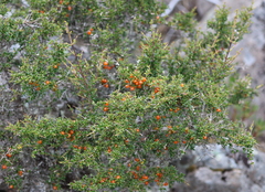 Coprosma nitida