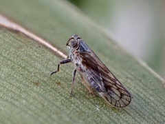 Cixiinae