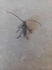 Celosterna scabrator