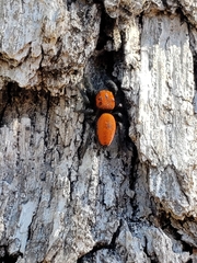 Phidippus cardinalis