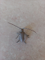 Celosterna scabrator