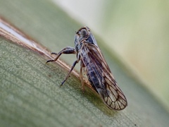Cixiinae