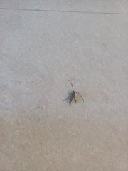 Celosterna scabrator