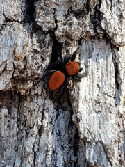Phidippus cardinalis