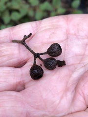 Eucalyptus brevistylis